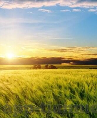 怡红院成人网播视频-怡红院，成人网播视频的灰色地带与文化反思